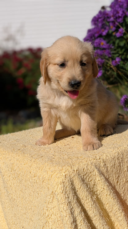 GOLDEN RETRIEVER (08/14) FEMALE