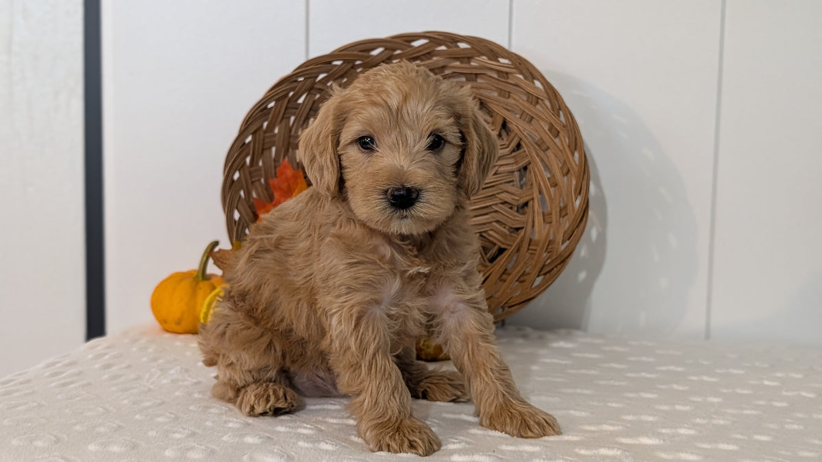 SCHNOODLE (SEP 03) 4 FEMALES/3 MALES
