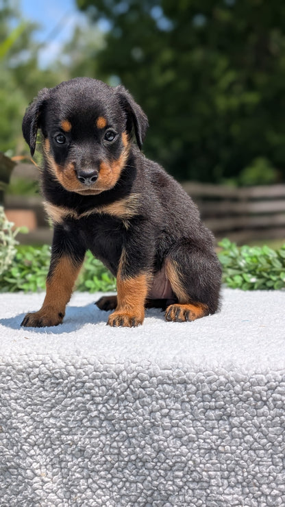 ROTTWEILER (05/28) FEMALE