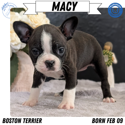 BOSTON TERRIER (FEB 09) FEMALES
