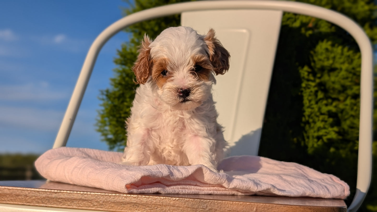 CAVAPOO (MAY 09) FEMALE