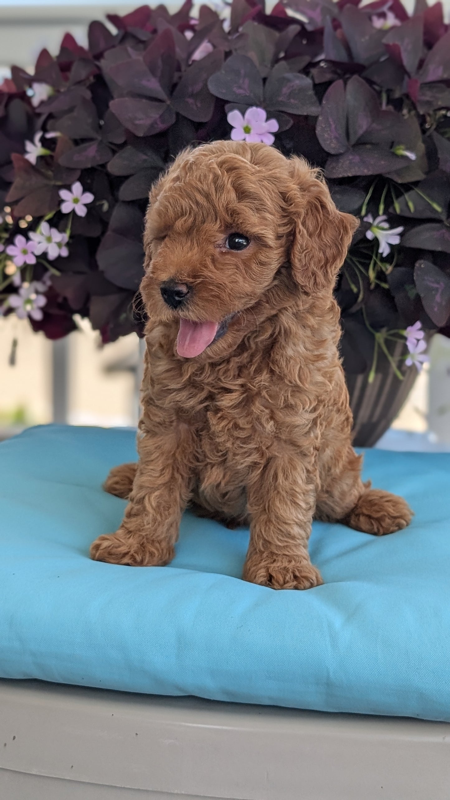 TOY POODLE (MAY 26) MALES