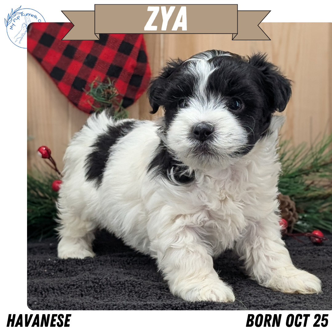 HAVANESE (OCT 25) FEMALE