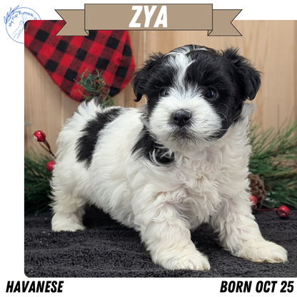 HAVANESE (OCT 25) FEMALE