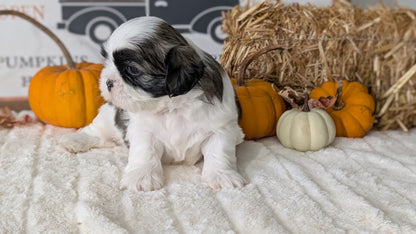 SHIH TZU (AUG 17) 2 FEMALES/3 MALES