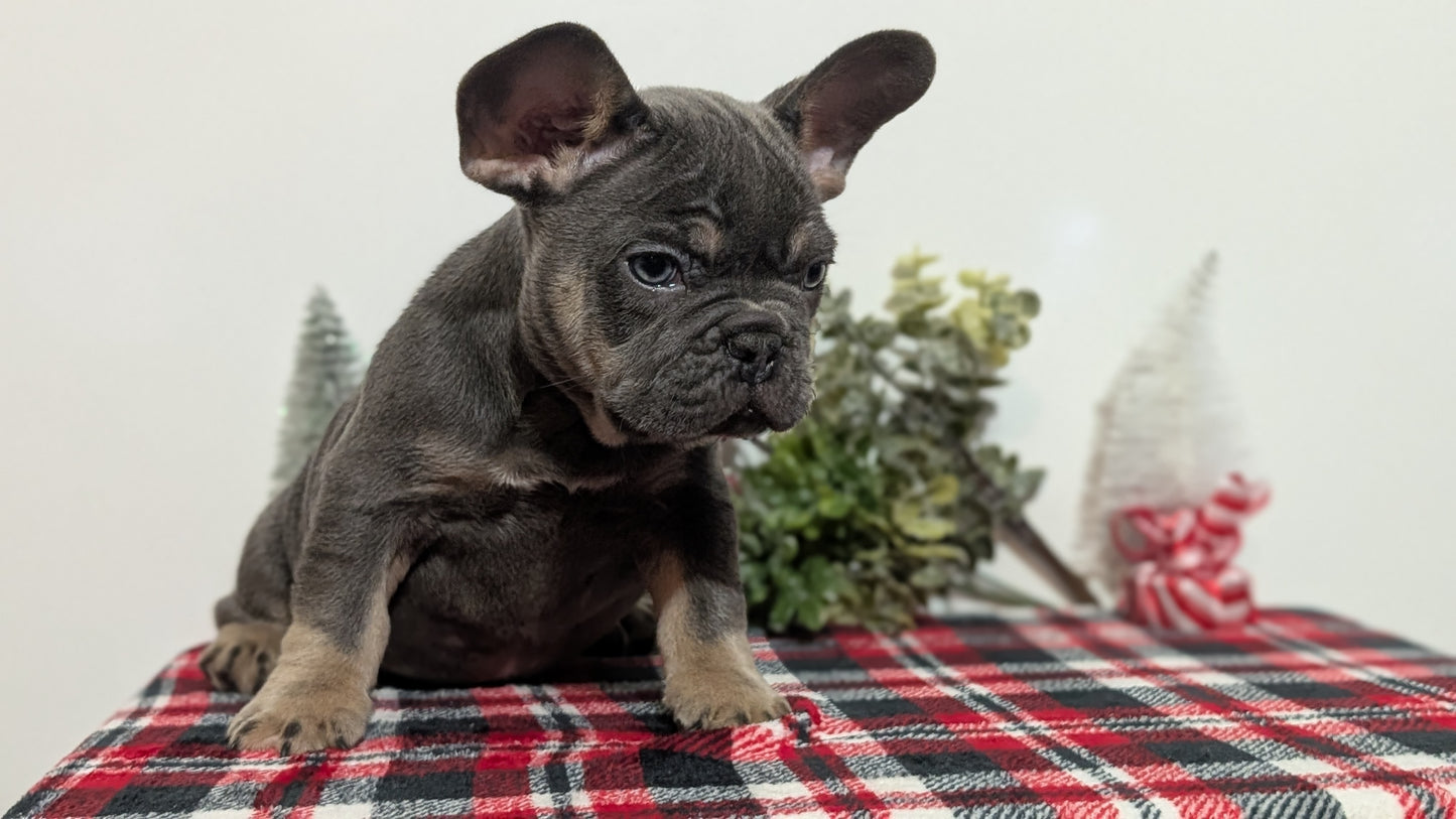 FRENCH BULLDOG (OCT 03) MALES