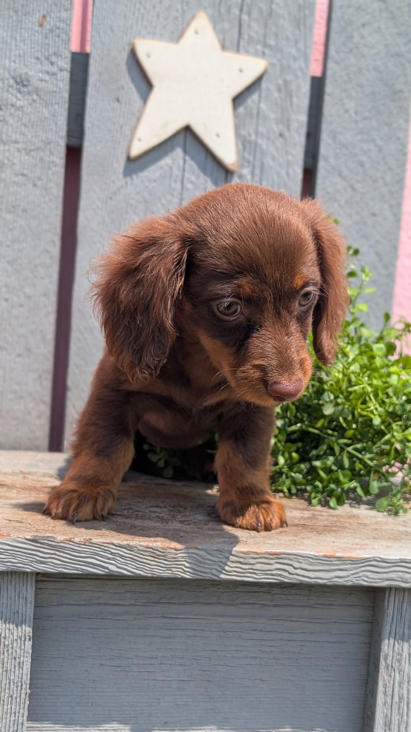 MINI DACHSHUND (APR 29) FEMALES
