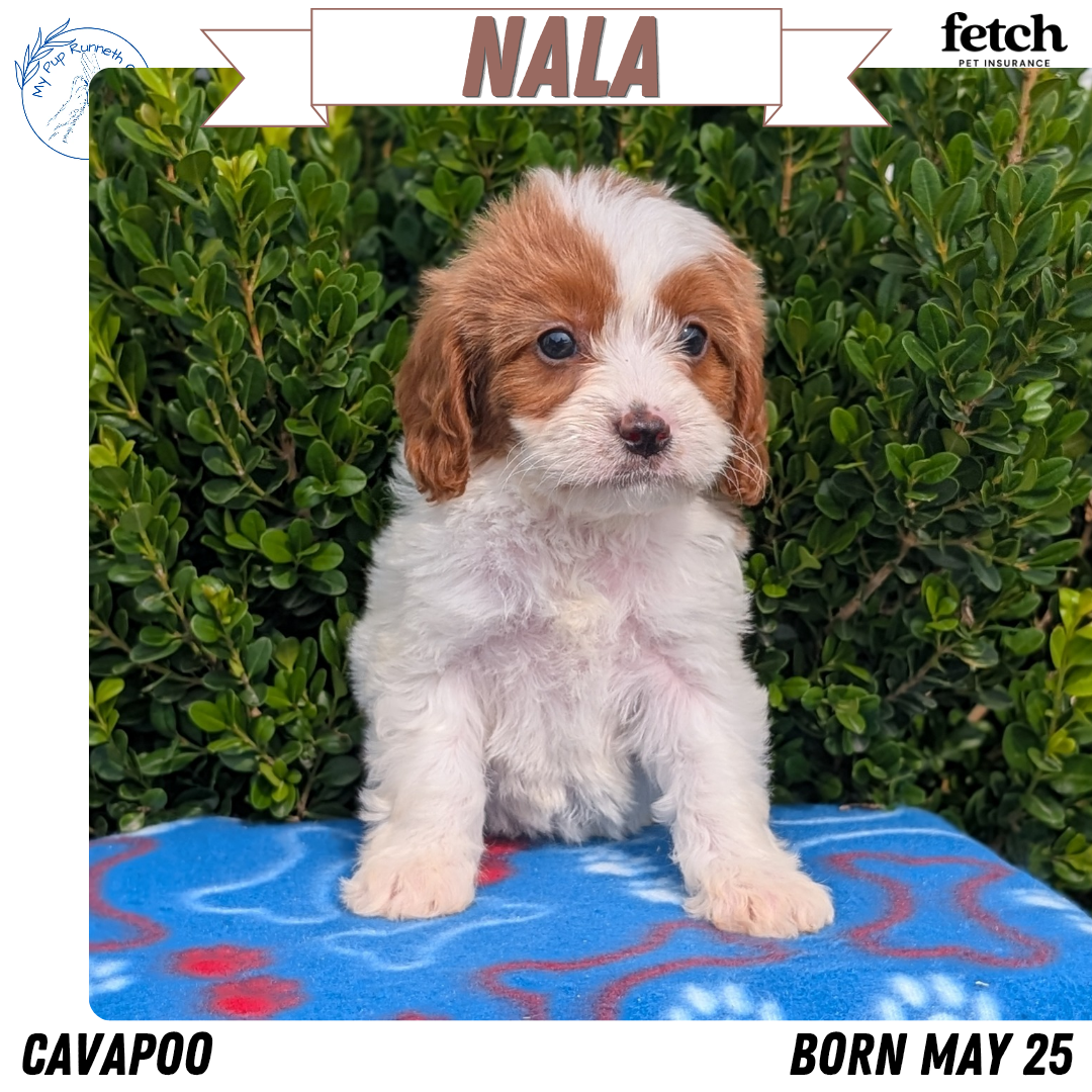 CAVAPOO (MAY 25) FEMALES