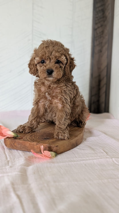 CAVAPOO (FEB 11) FEMALES