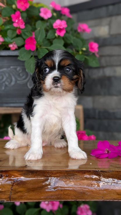 CAVALIER (JUL 18) 3 FEMALES/2 MALES
