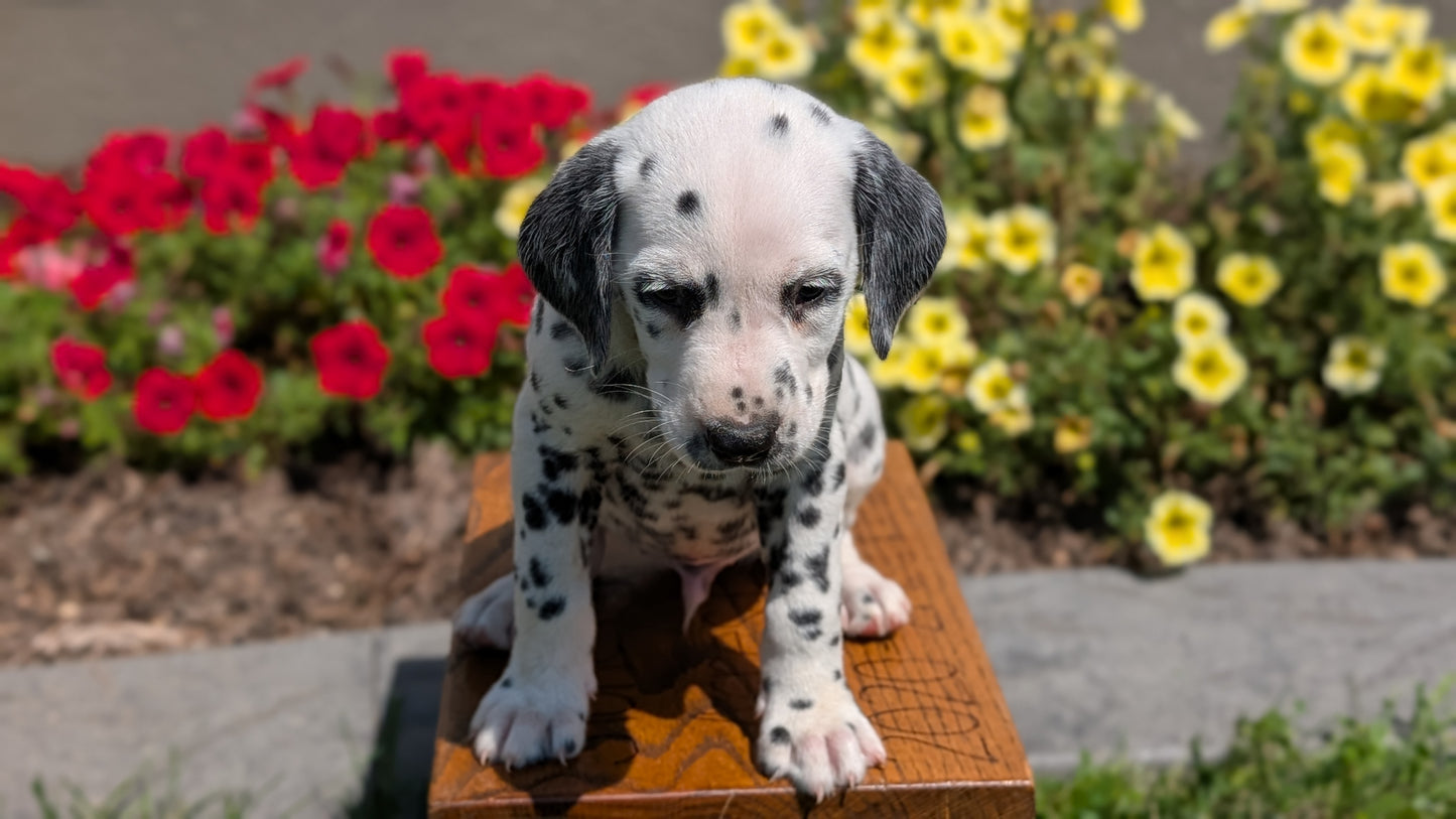 DALMATIAN (JUN 29) MALES