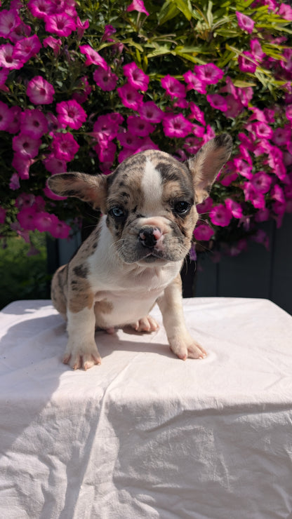 FRENCHTON (06/25) MALE
