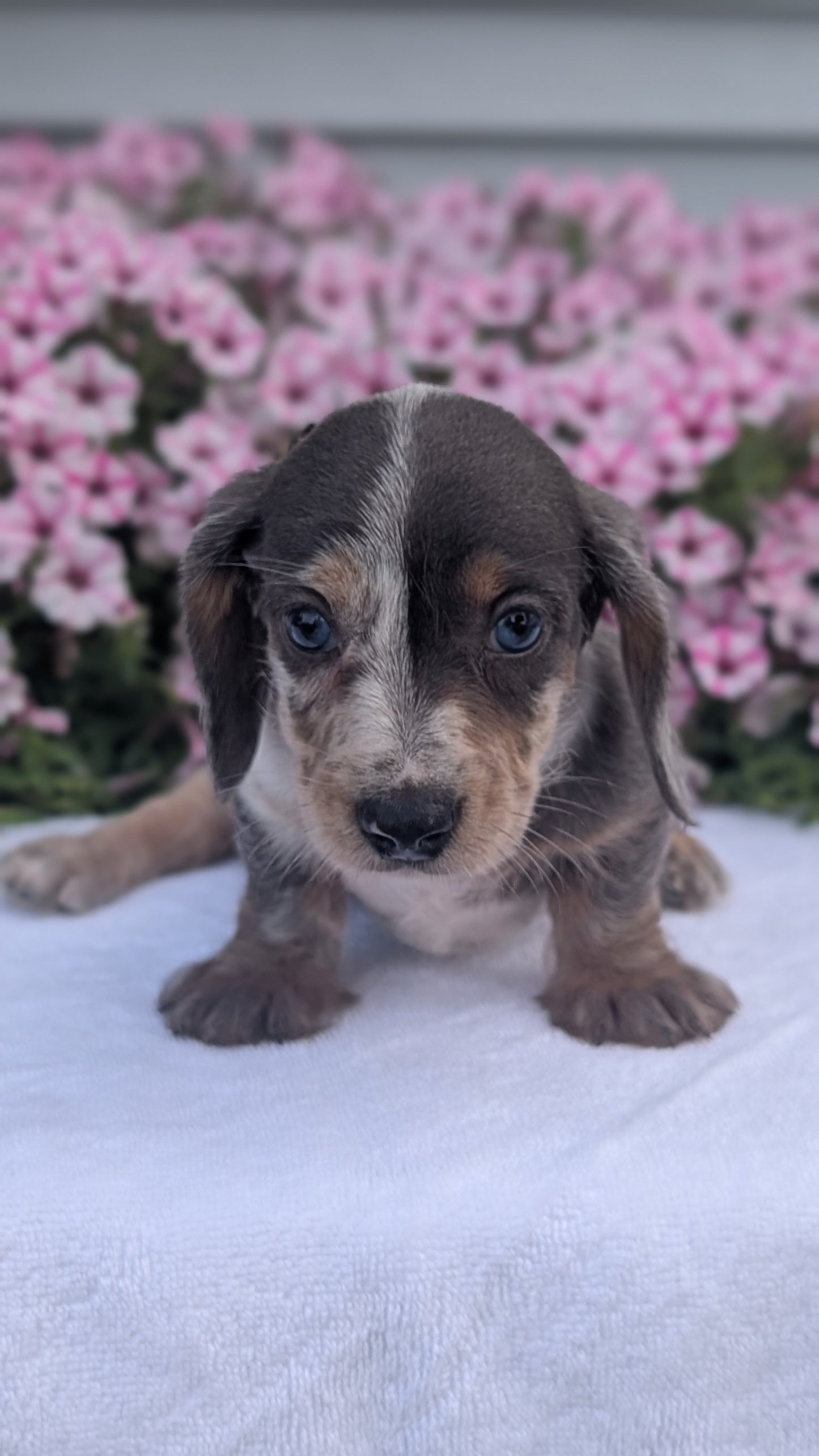 MINI DACHSHUND (JUN 04) FEMALES