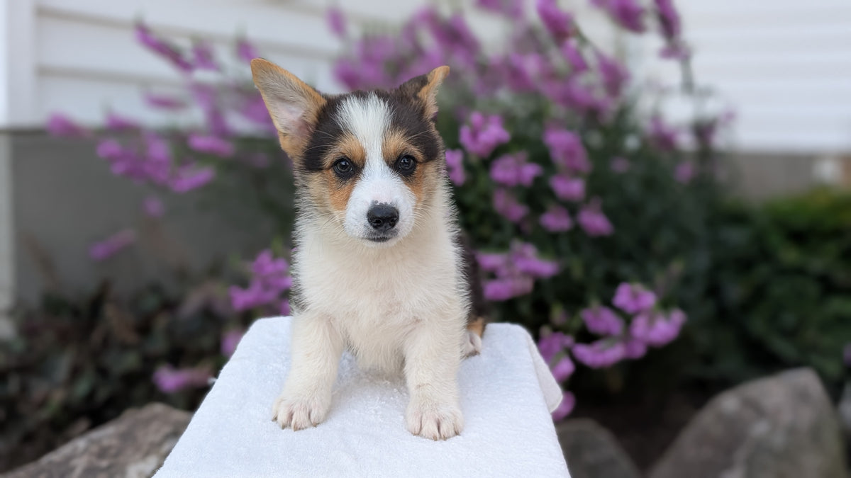 CORGI (JUN 08) MALES