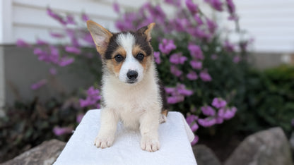 CORGI (JUN 08) MALES