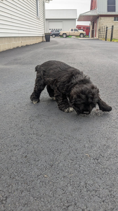 COCKER SPANIEL (05/01) MALE