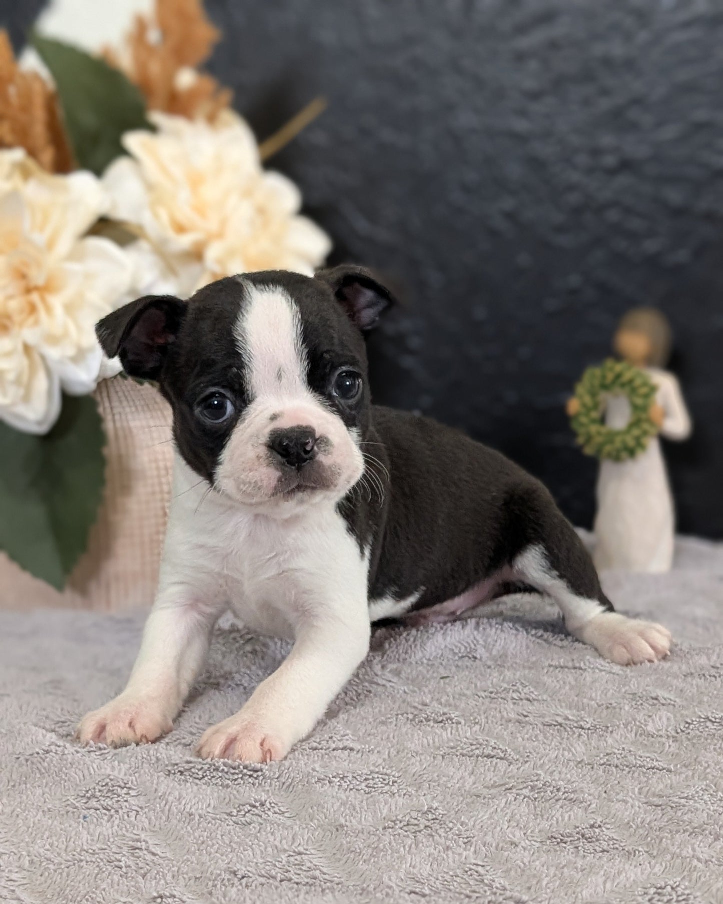 BOSTON TERRIER (FEB 09) MALES