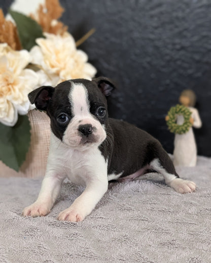 BOSTON TERRIER (FEB 09) MALES