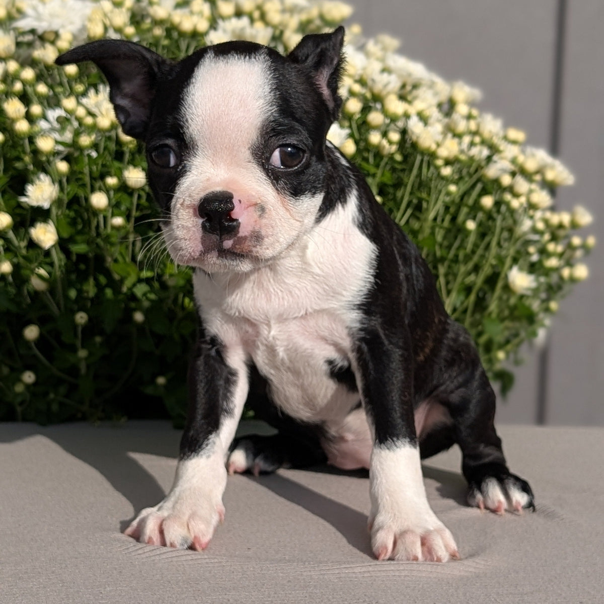 BOSTON TERRIER (JUL 11) 4 FEMALES/4 MALES