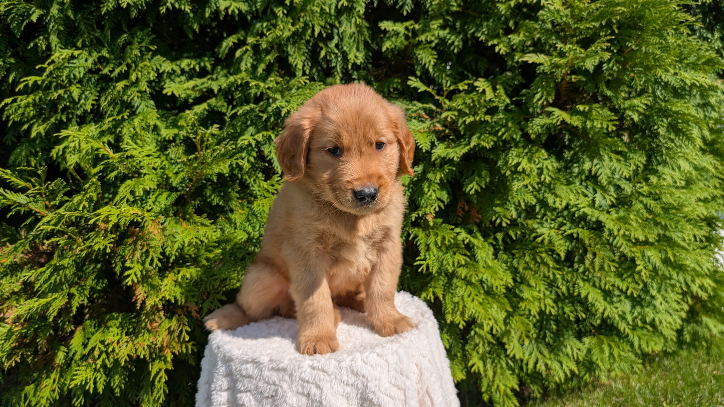 GOLDEN RETRIEVER (07/16) MALE