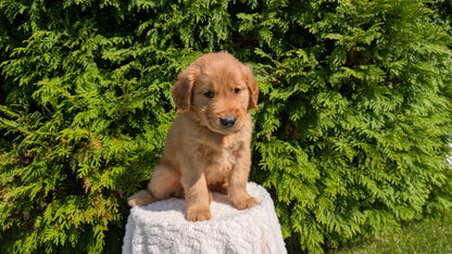 GOLDEN RETRIEVER (07/16) MALE