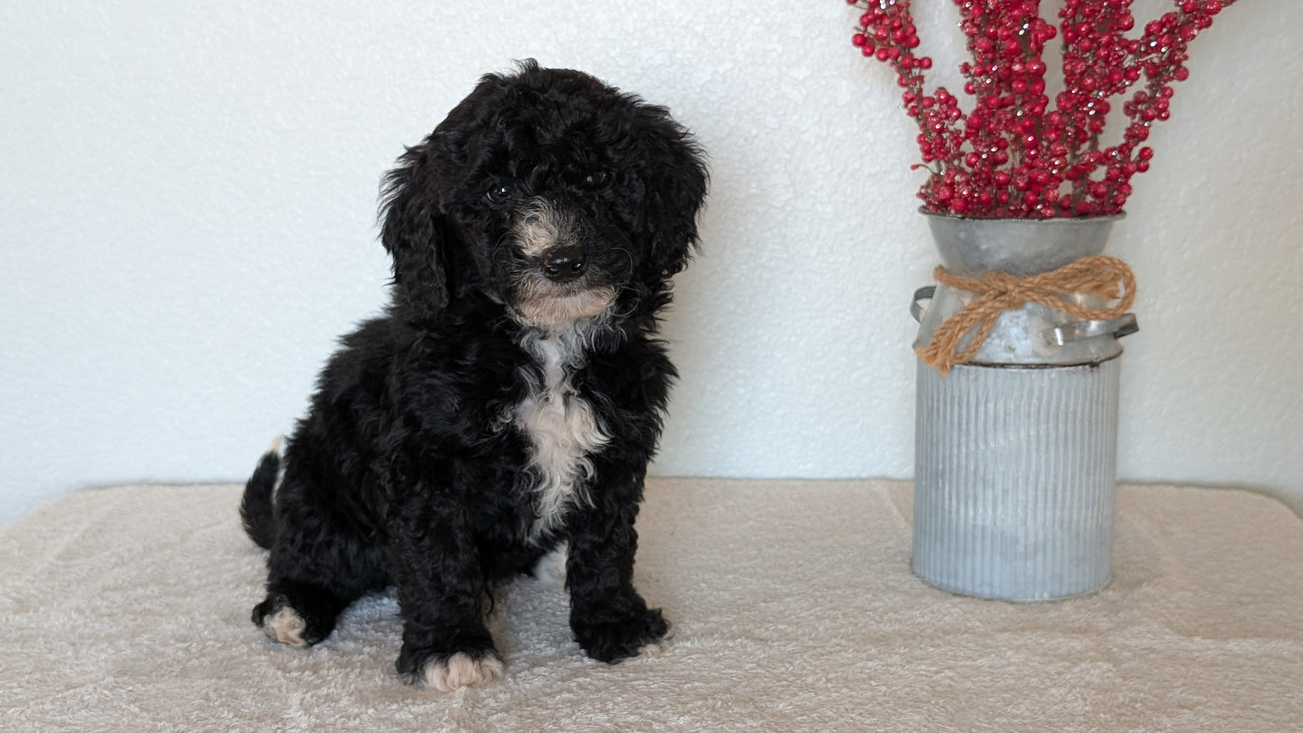 MINI BERNEDOODLE (OCT 15) MALES