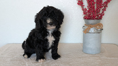 MINI BERNEDOODLE (OCT 15) MALES