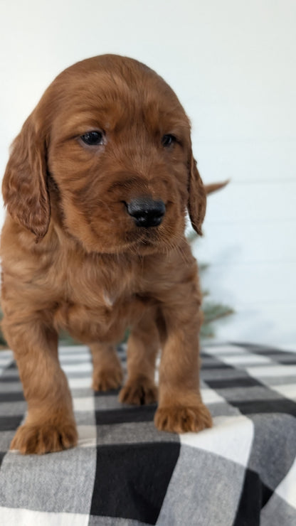 IRISH SETTER (NOV 02) MALES