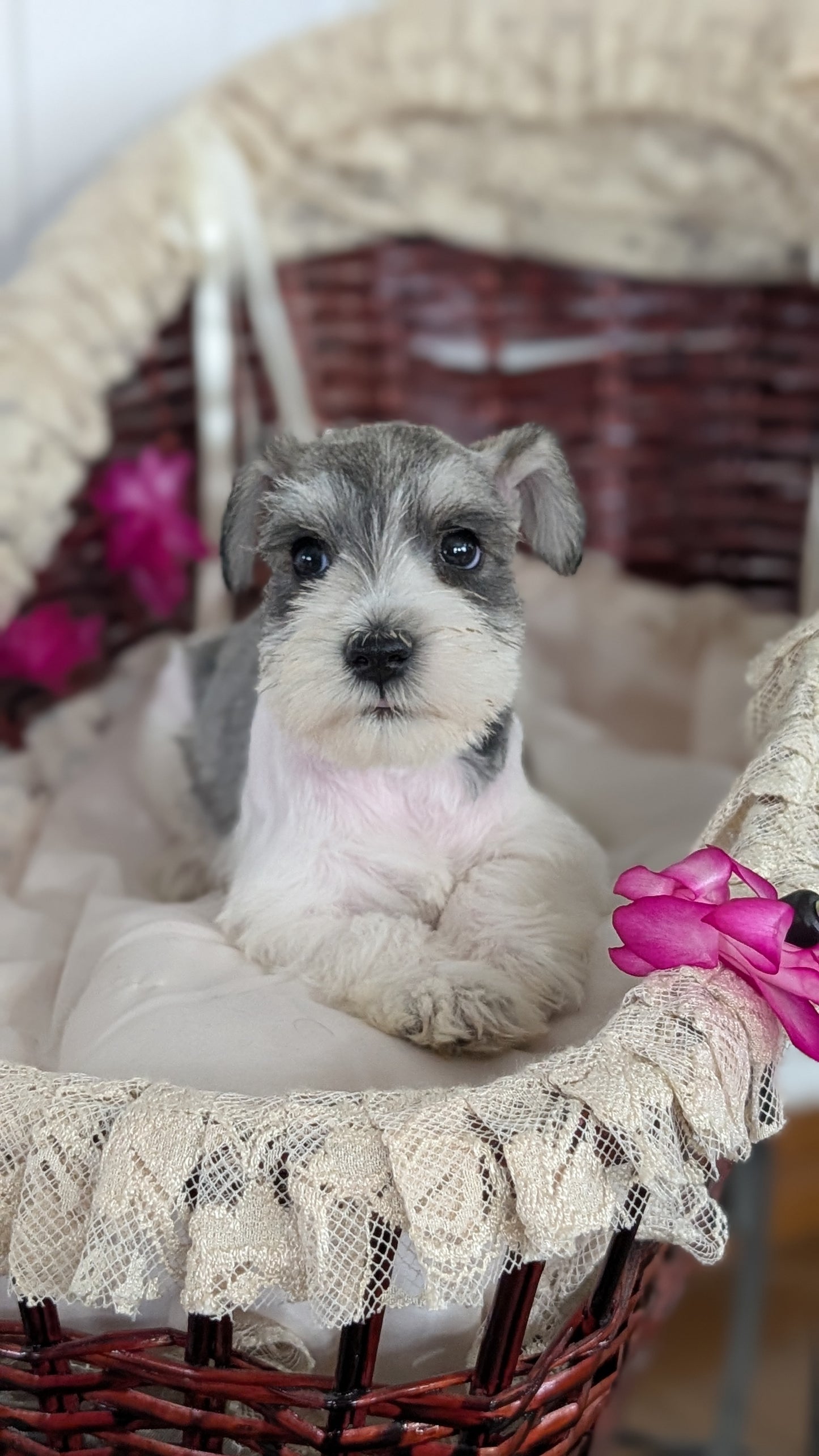 MINI SCHNAUZER (JAN 10) FEMALES