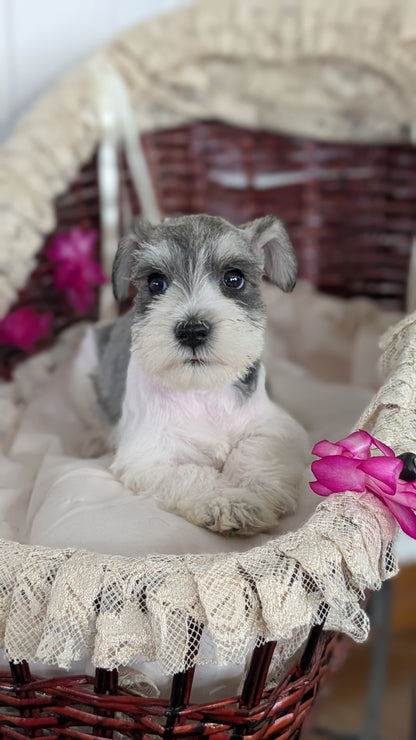 MINI SCHNAUZER (JAN 10) FEMALES