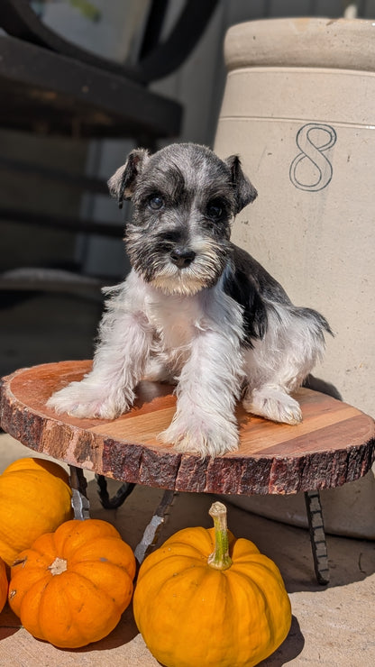 MINI SCHNAUZER (AUG 24) 8 FEMALES