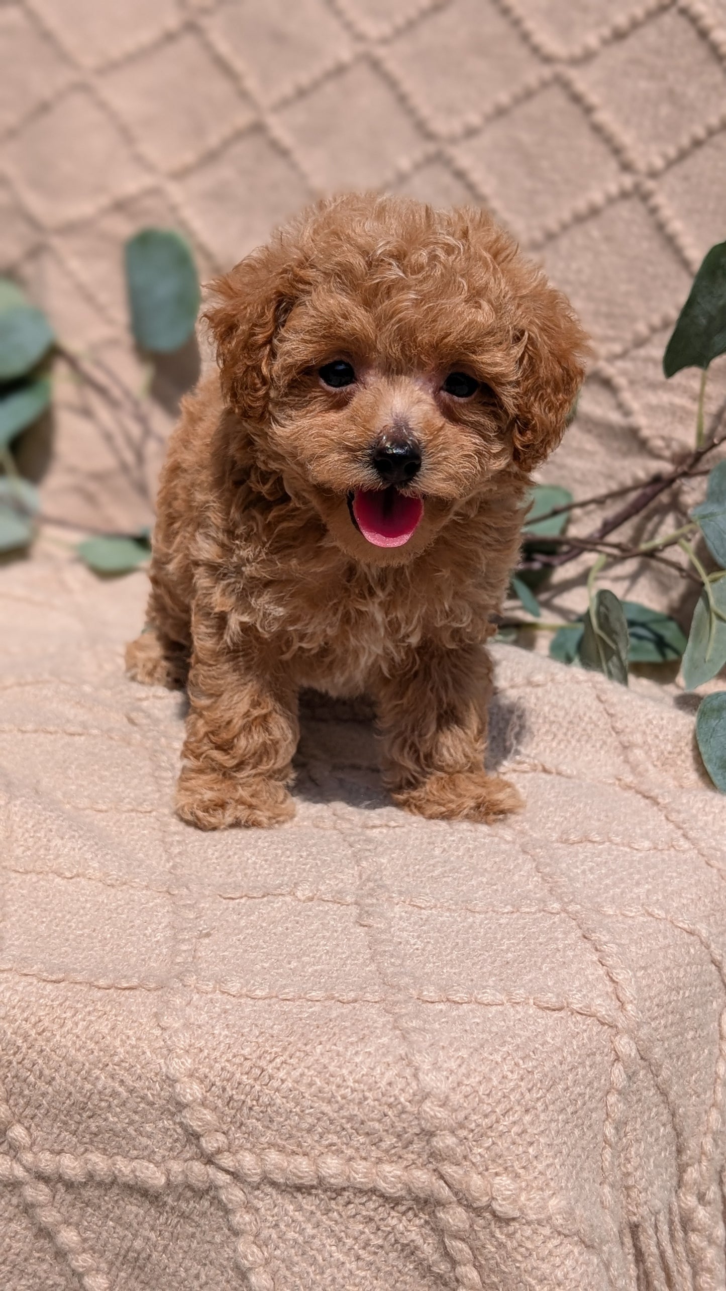 COCKAPOO (05/31) FEMALE