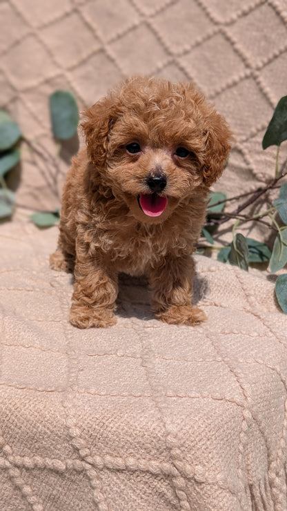 COCKAPOO (05/31) FEMALE