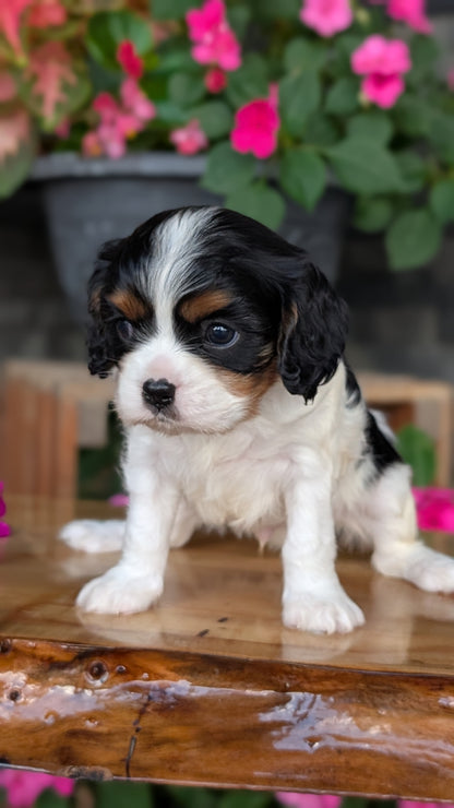 CAVALIER (JUL 18) 3 FEMALES/2 MALES