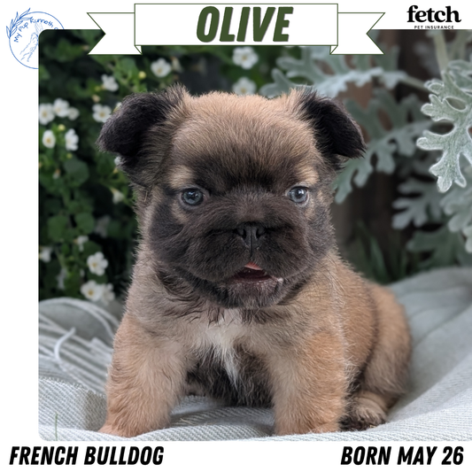 FRENCH BULLDOG (MAY 26) FEMALE