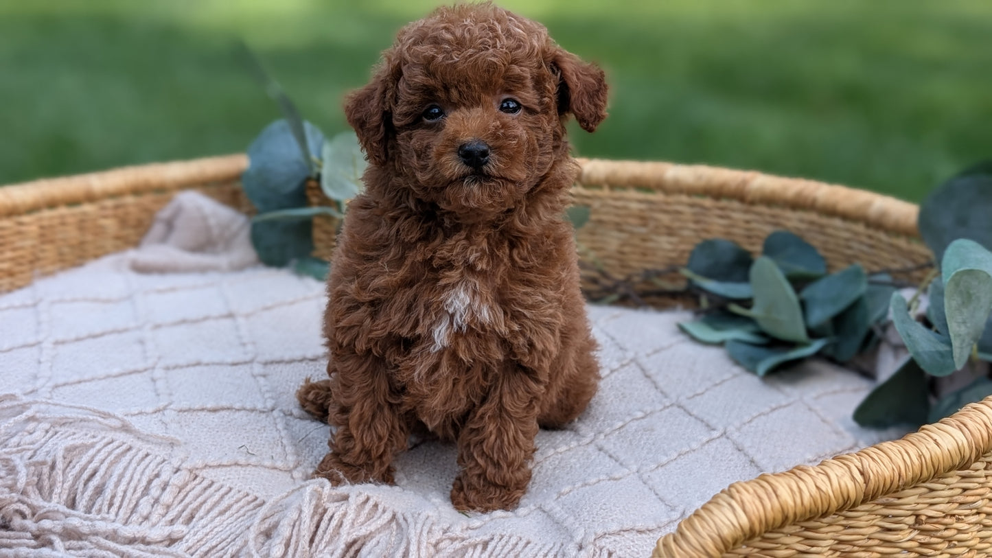 MINI POODLE (MAY 20) MALES