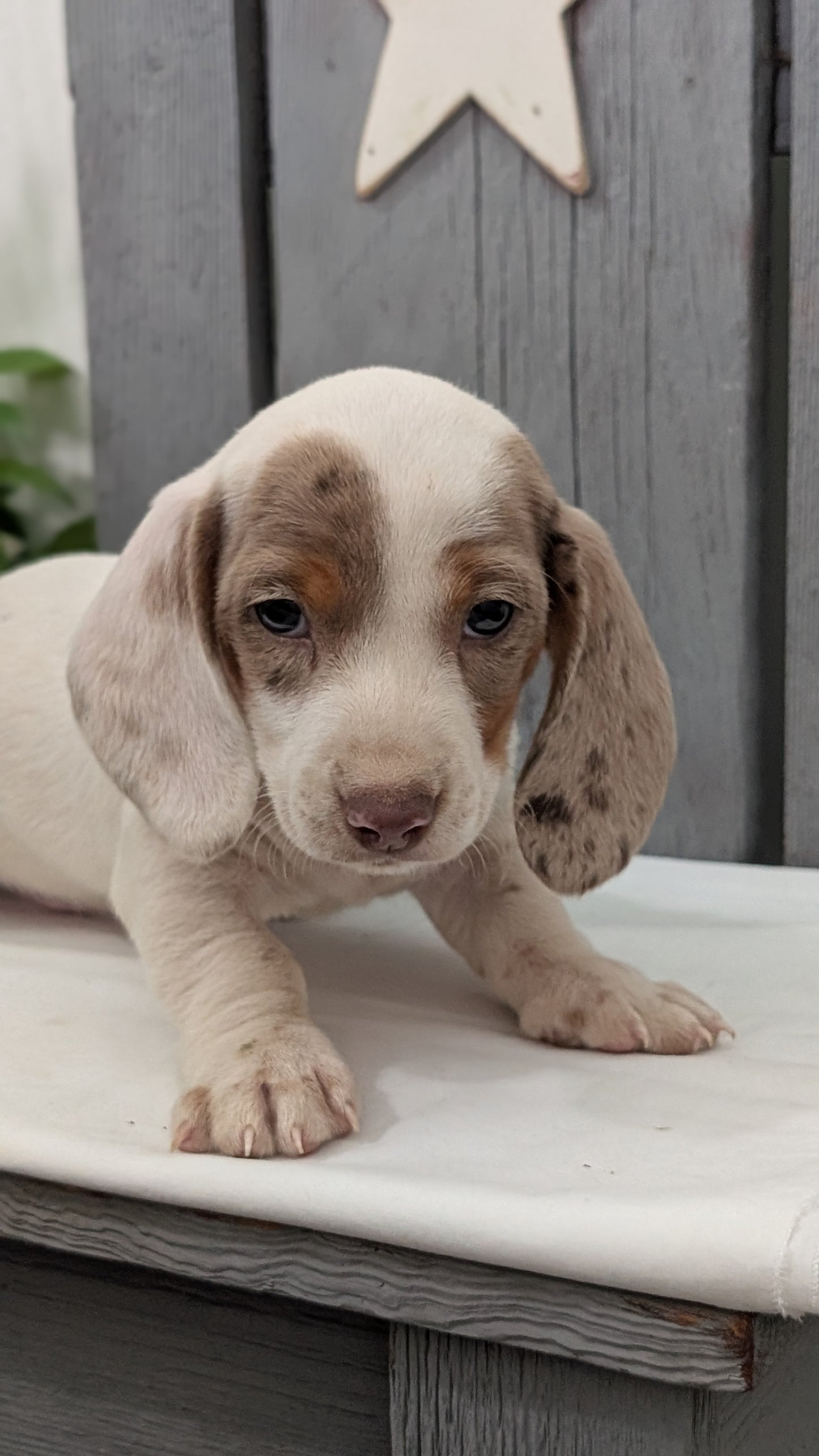MINI DACHSHUND (MAR 23) MALES