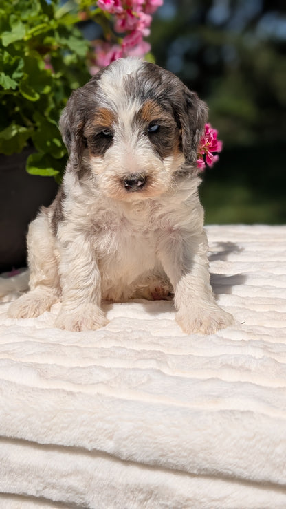 MINI BERNEDOODLE (06/11) MALE