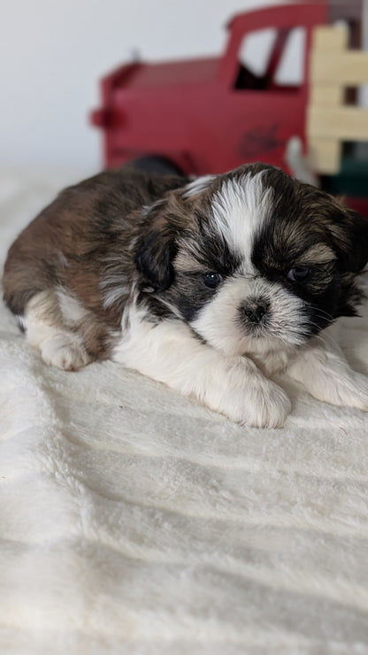 SHIH TZU (DEC 03) MALES