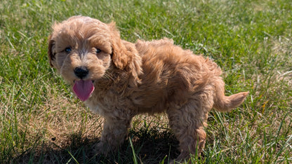 MINI GOLDENDOODLE (08/15) MALE