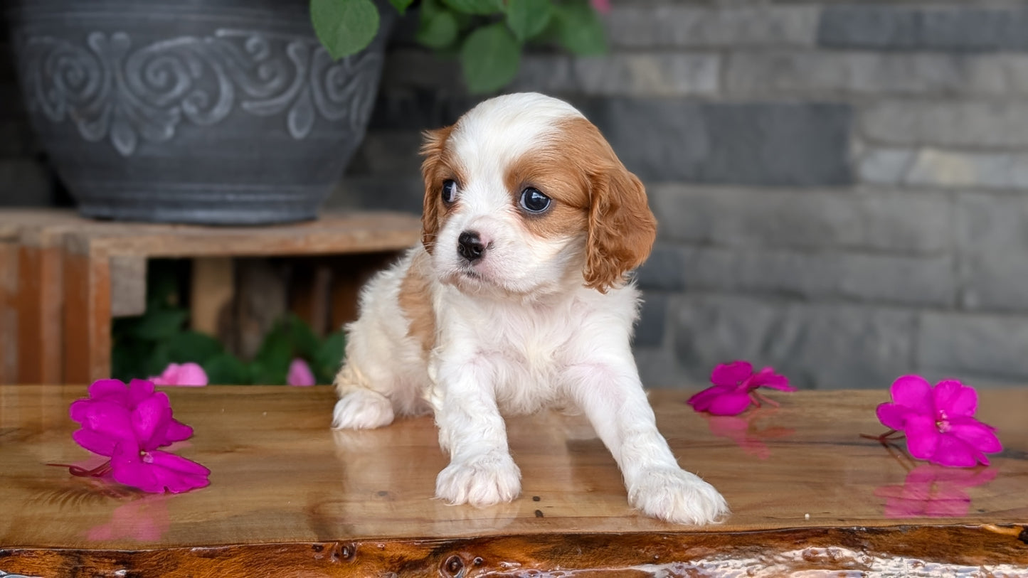 CAVALIER (JUL 18) 3 FEMALES/2 MALES