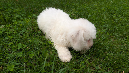 BICHON FRISE (06/19) MALE