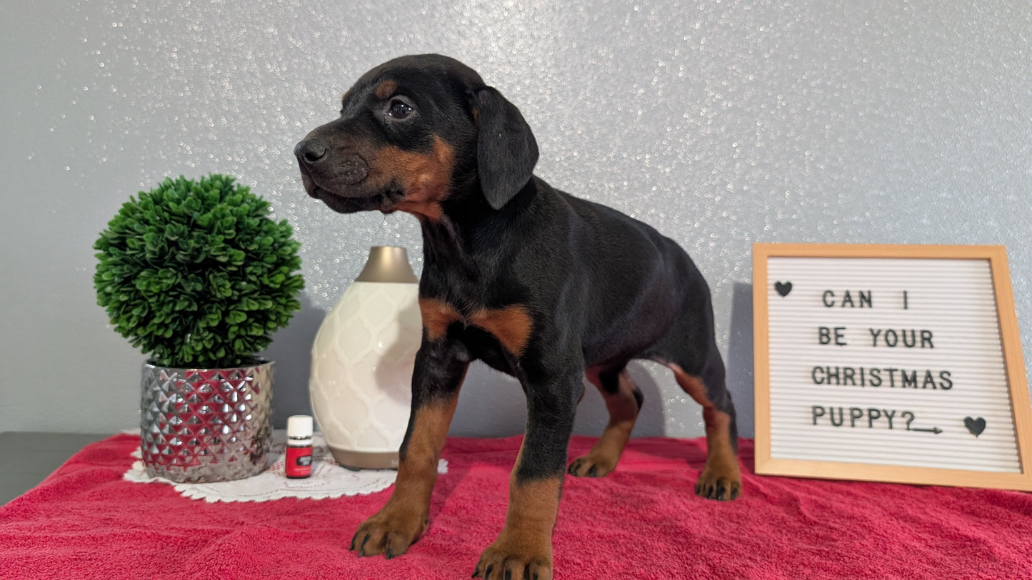 DOBERMAN PINSCHER (OCT 17) FEMALES