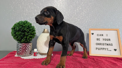 DOBERMAN PINSCHER (OCT 17) FEMALES
