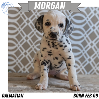 DALMATIAN (FEB 06) FEMALES