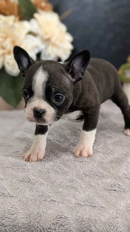 BOSTON TERRIER (FEB 09) FEMALES