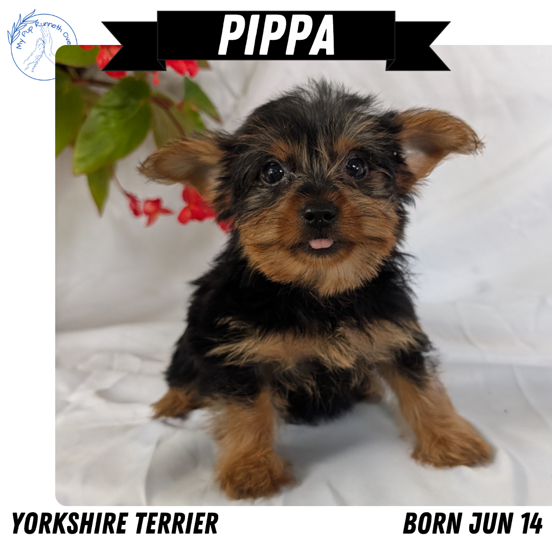 YORKSHIRE TERRIER (06/14) FEMALE