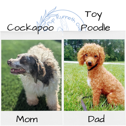 COCKAPOO (09/13) MALE