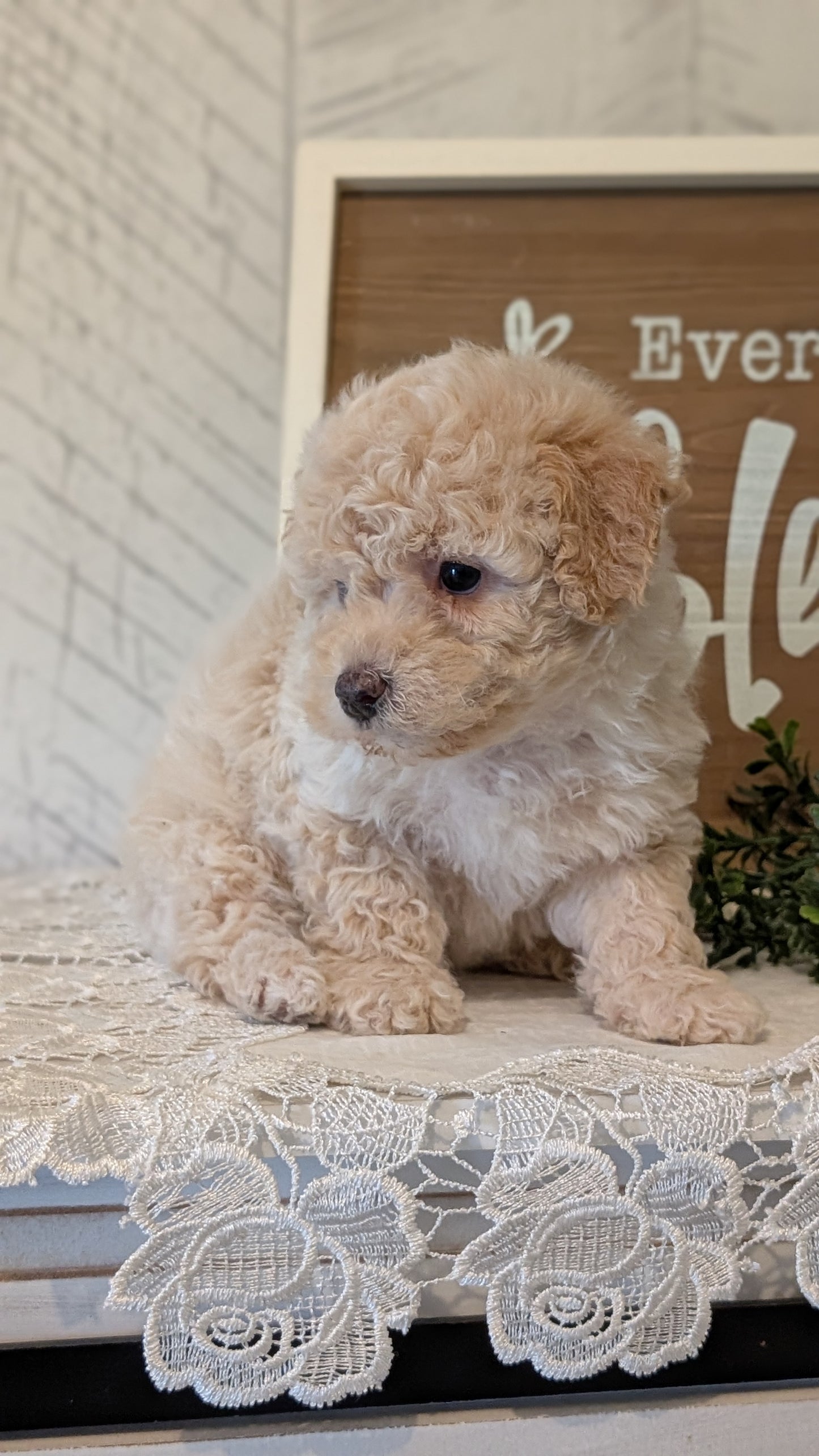 MALTIPOO (APR 05) FEMALES