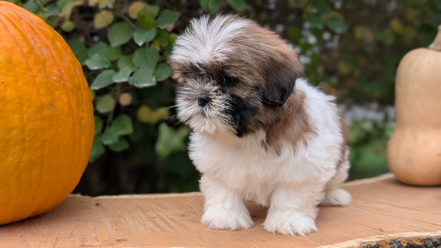 SHIH TZU (08/19) FEMALE